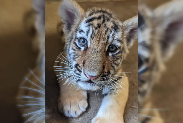 baby-tiger.jpg 