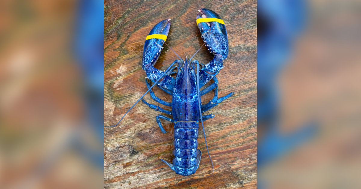 “One-in-2 million” bright blue lobster captured by father and son in Maine