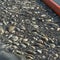 Mystery toxin suspected in huge fish die-off in major European river