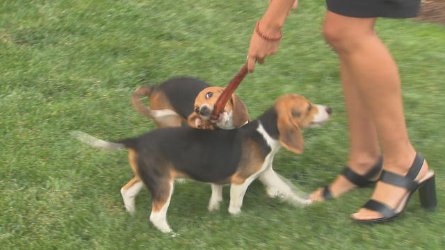 beagles.jpg 