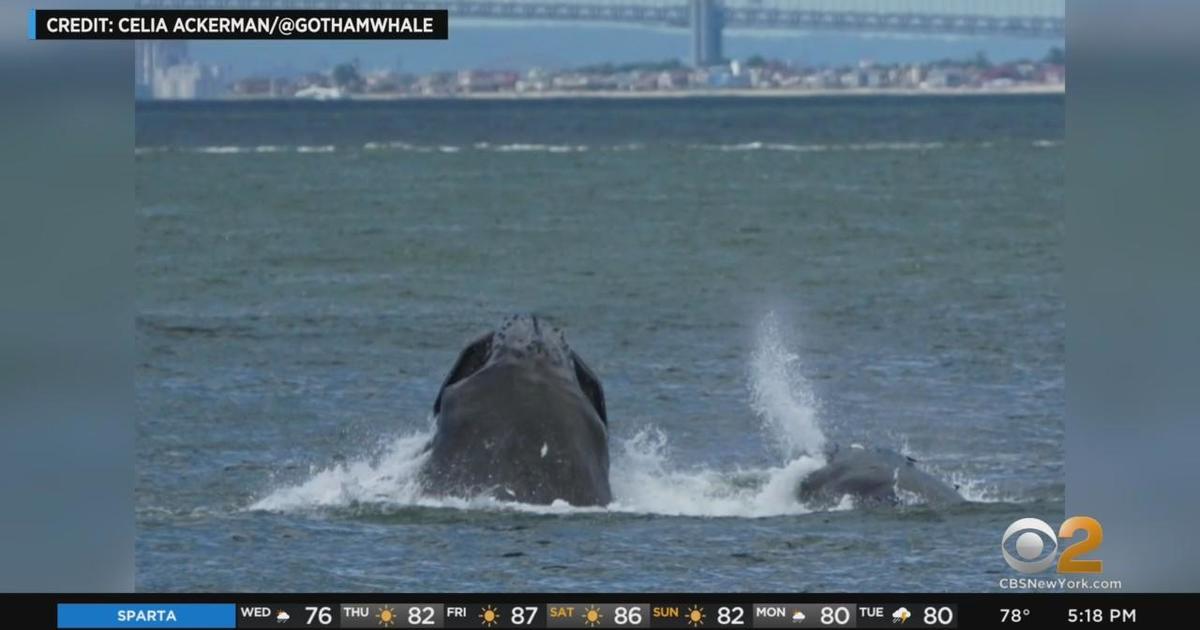 Several humpback whales spotted near New York City - CBS New York