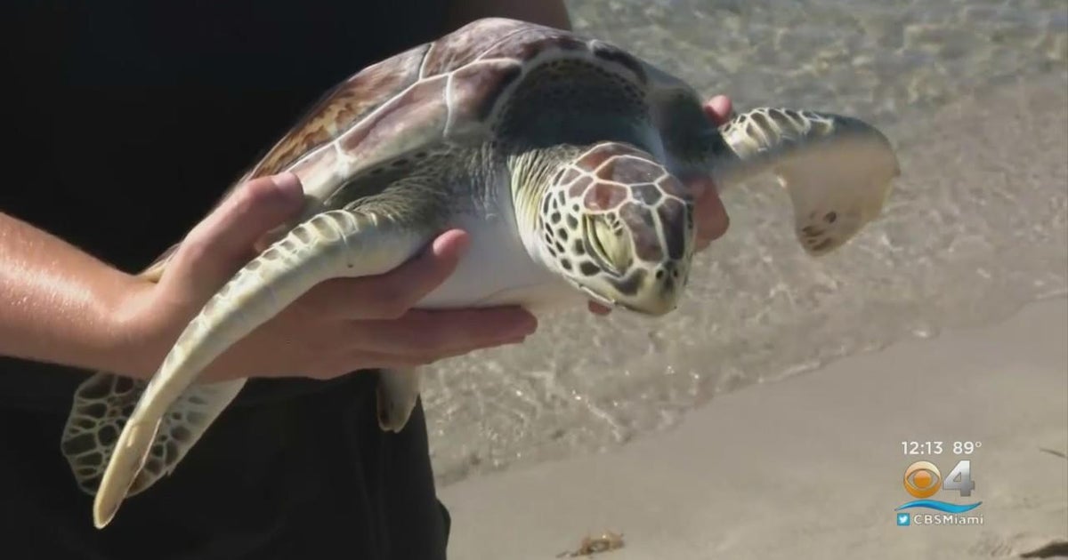 Rehabbed green sea turtle returned to the water in Key Biscayne