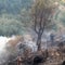Wildfires kill dozens as they tear through forests in Algeria