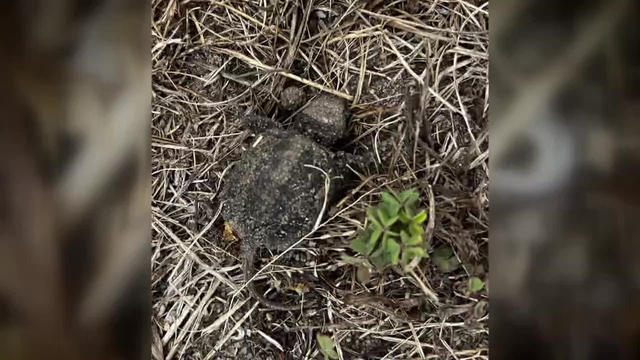 snapping-turtle-hatchlings-killed-on-long-island.jpg 
