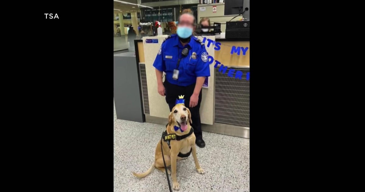 MSP dog hoping to win TSA's Cutest Canine contest CBS Minnesota