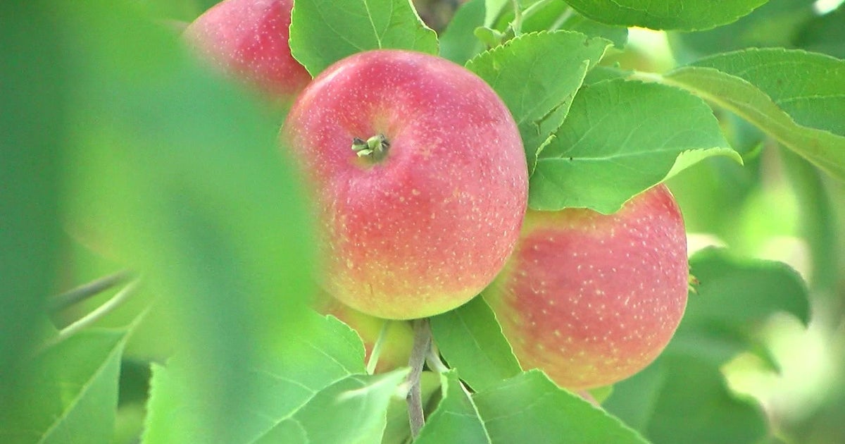 Drought forces some apple orchards to push back opening dates CBS
