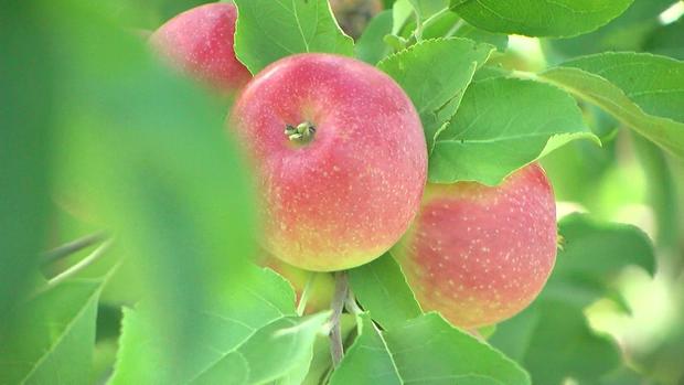 orchard-drought-impact-wcco1van.jpg 