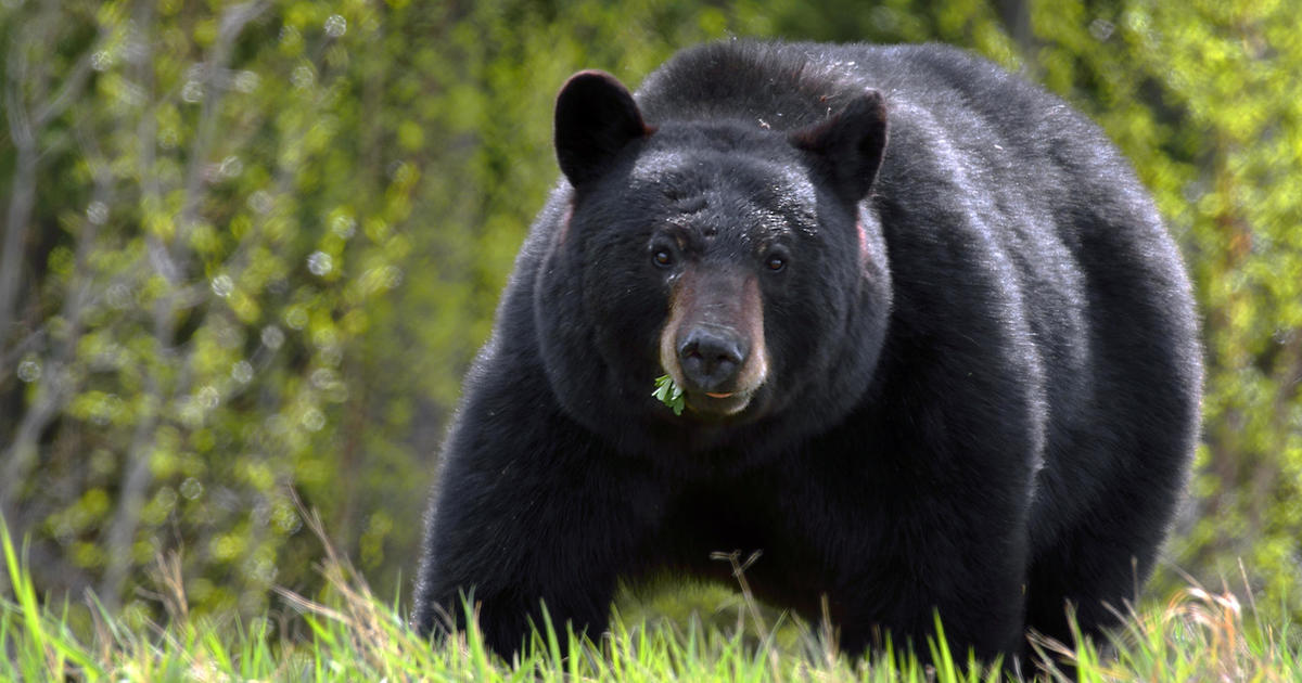 Woman attacked by black bear while walking her dog in Connecticut