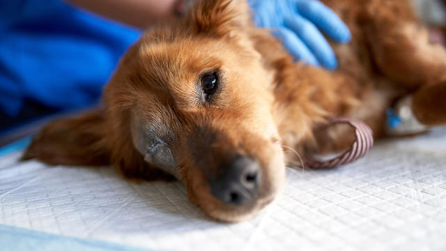 Sick and bitten dog, looking at the camera during medical check-up in a veterinary clinic. Veterinary control campaign. 