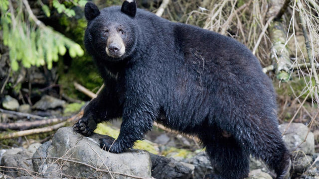 Black Bear in Rainforest in Alaska 
