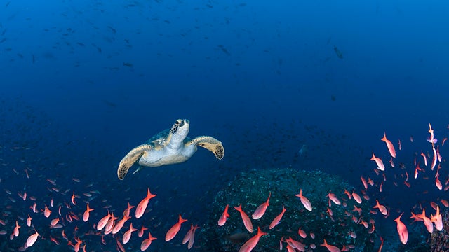 Nearly every marine species will be at risk of extinction within 78 years if greenhouse gas emissions are not limited, study finds