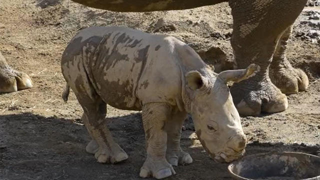 baby-rhino-san-diego-zoo.jpg 