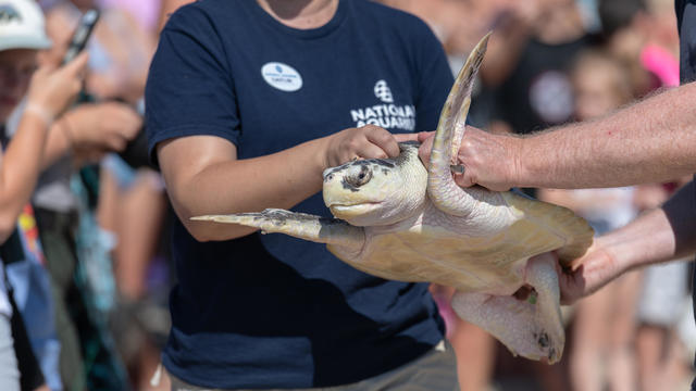 20220818animalrescue-turtlerelease-273.jpg 