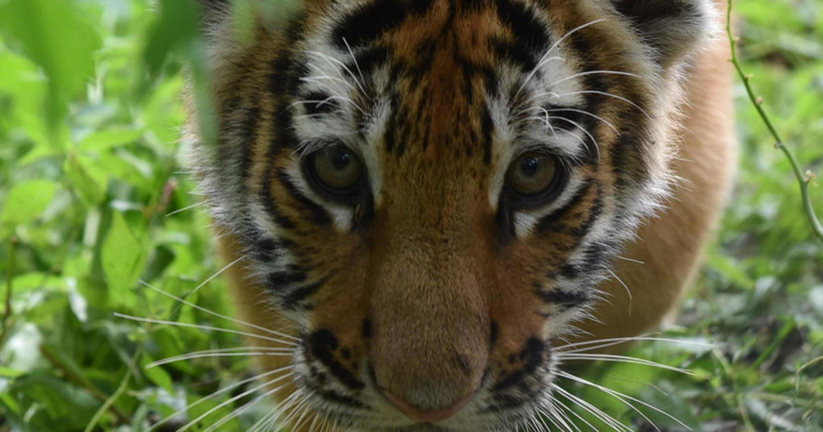 Minot zoo celebrates Amur tiger cubs with name, gender reveals