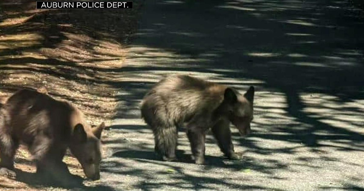 Three bears spotted wandering around Auburn