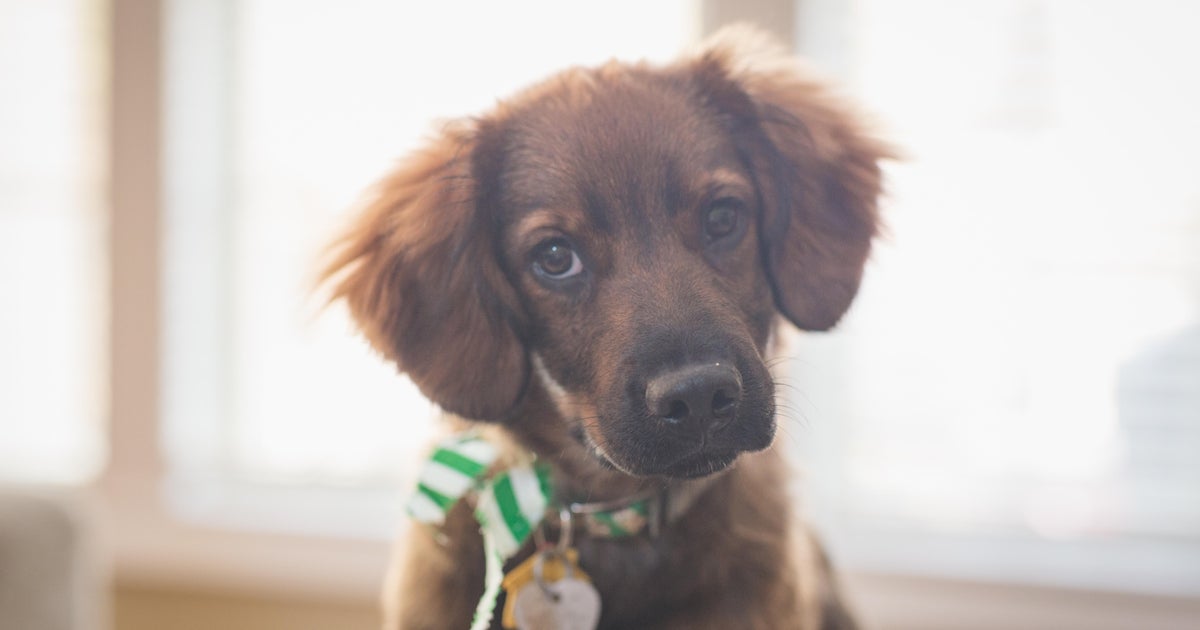 Aurora Animal Shelter No Longer Accepting Surrendered Dogs CBS Colorado