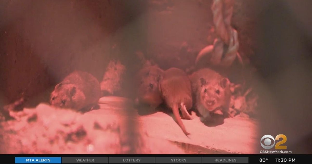 How New York City residents can try to keep rats under control - CBS ...