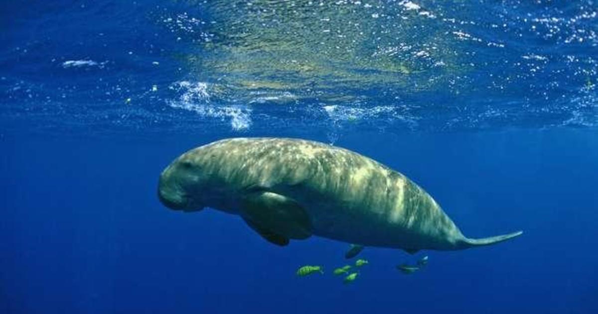 The dugong, a gentle giant also known as a "sea cow," has disappeared from China, researchers say