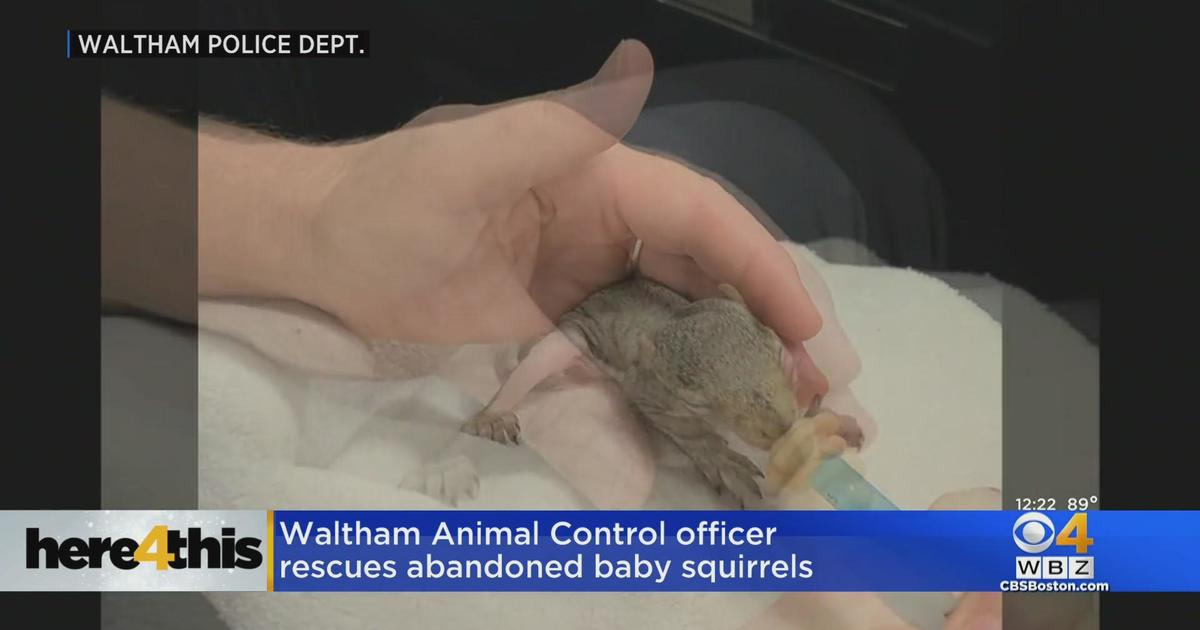 Waltham Animal Control officer rescues abandoned baby squirrels