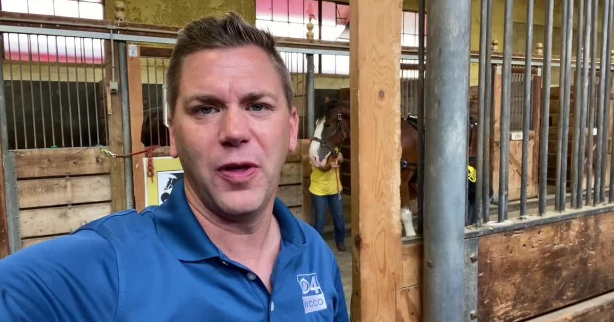 Previewing the Clydesdales at the MN State Fair CBS Minnesota