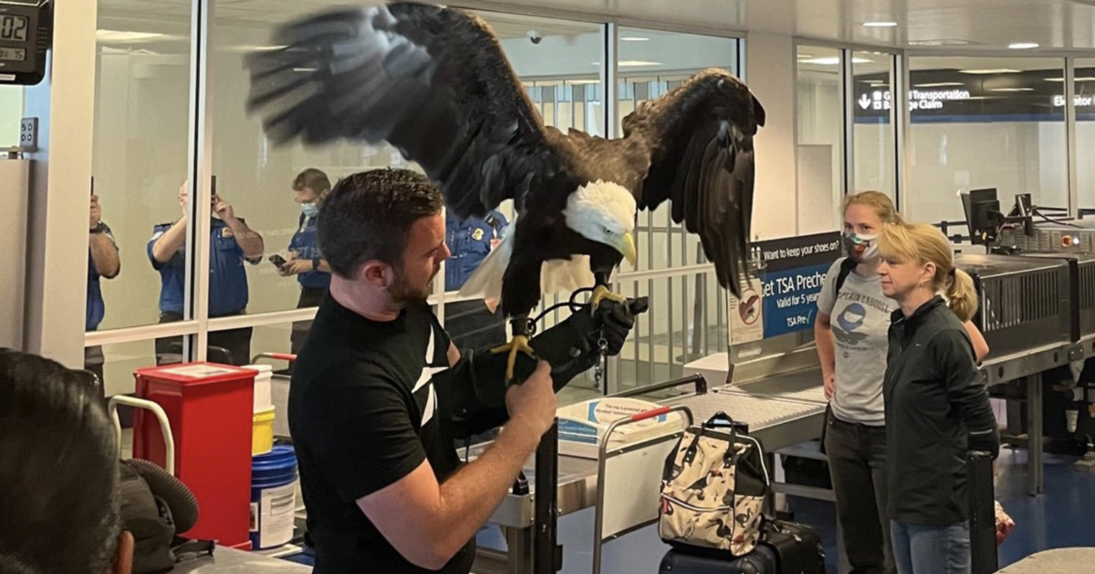 At Charlotte airport’s TSA checkpoint, a bald eagle passes.