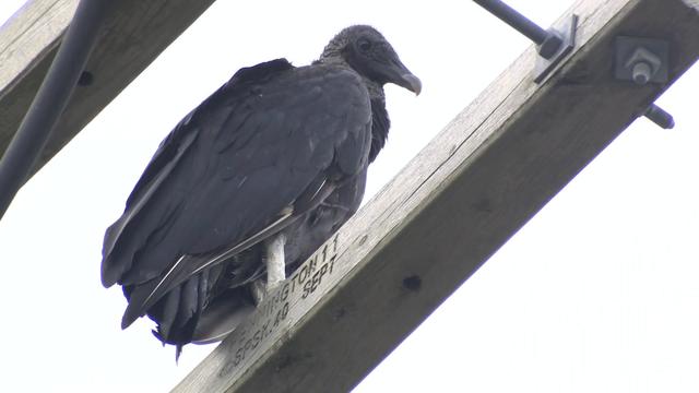 A black vulture sits on a telephone pole on Staten Island. 