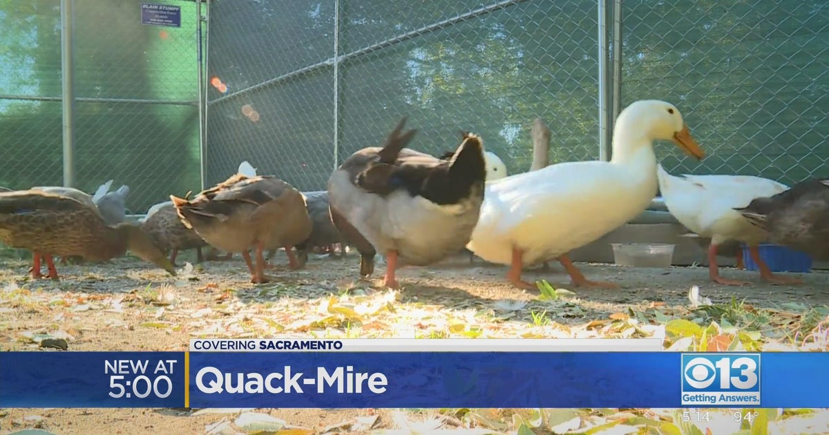 Problems arise after ducks are transferred from a pond by the Sacramento Zoo