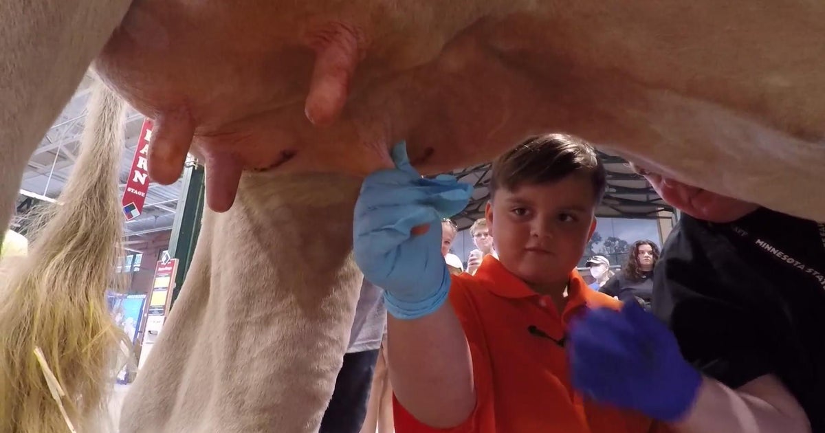 Manning, WCCO&rsquo;s kid reporter, tours the cow barn! - CBS Minnesota