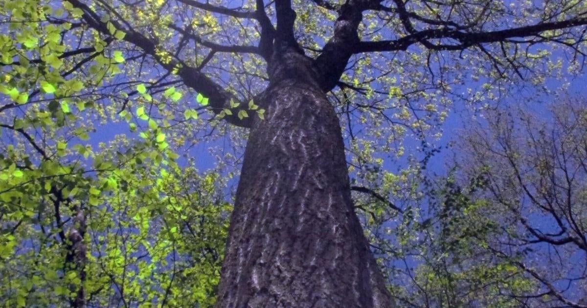 A Massachusetts Tree Is Live-tweeting The Changing Climate - CBS Boston