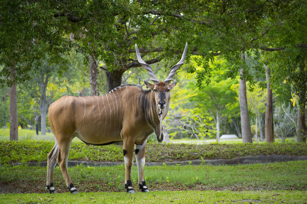 Giant Eland 