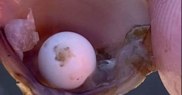 Kids discover "very rare" pearl inside clam in Maryland river CBS Baltimore