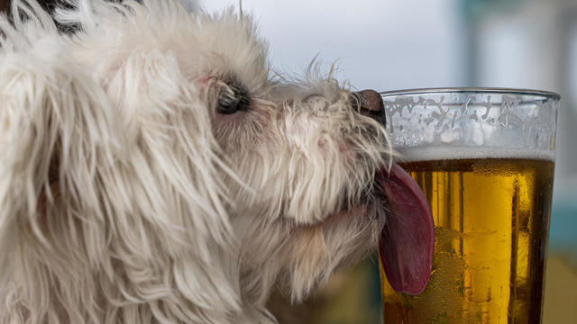 Dog Licking A Beer Glass 