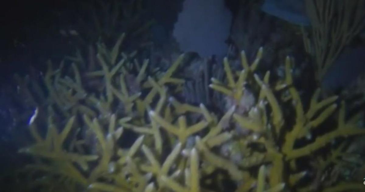 Experts hope initiatives to restore coral off South Florida coastline pays off
