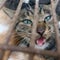Police rescue 150 cats headed for dinner tables in China