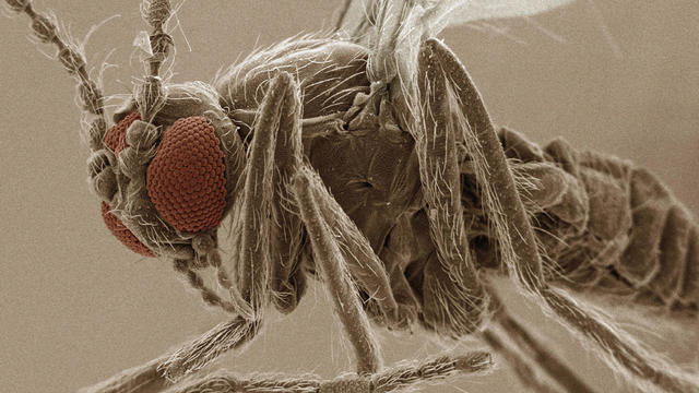 Coloured SEM of eye of sand fly (Ceratopogonidae) 