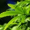 Americans are now smoking more marijuana than cigarettes, poll finds