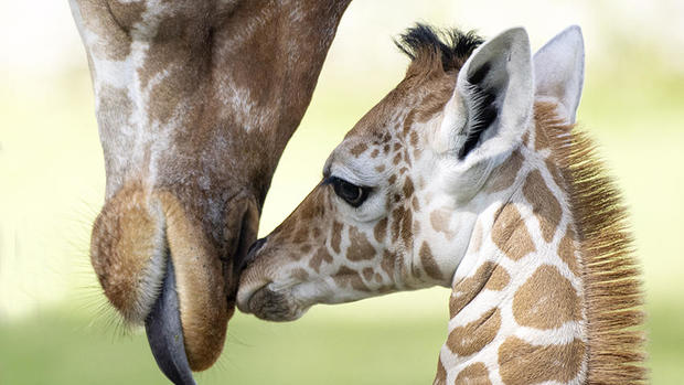 PIX: Baby giraffe introduced to herd at Zoo Miami 