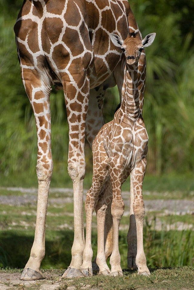 Zoo Miami baby giraffe meets herd