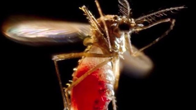 mosquito.jpg 