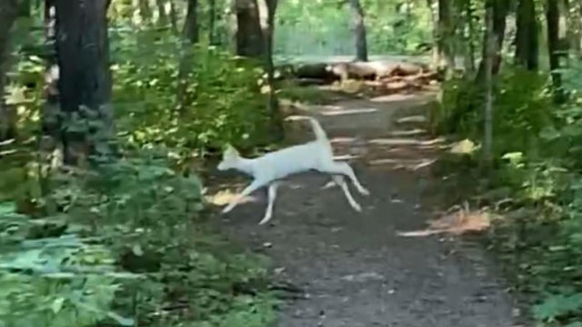 albino-fawn-near-lake-mille-lacs.jpg 