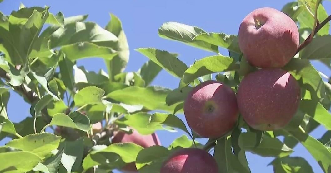 How the apple became such a ubiquitous, iconic fruit across the globe •