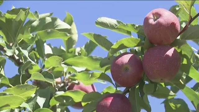 apple-picking-season-aiello-1.jpg 