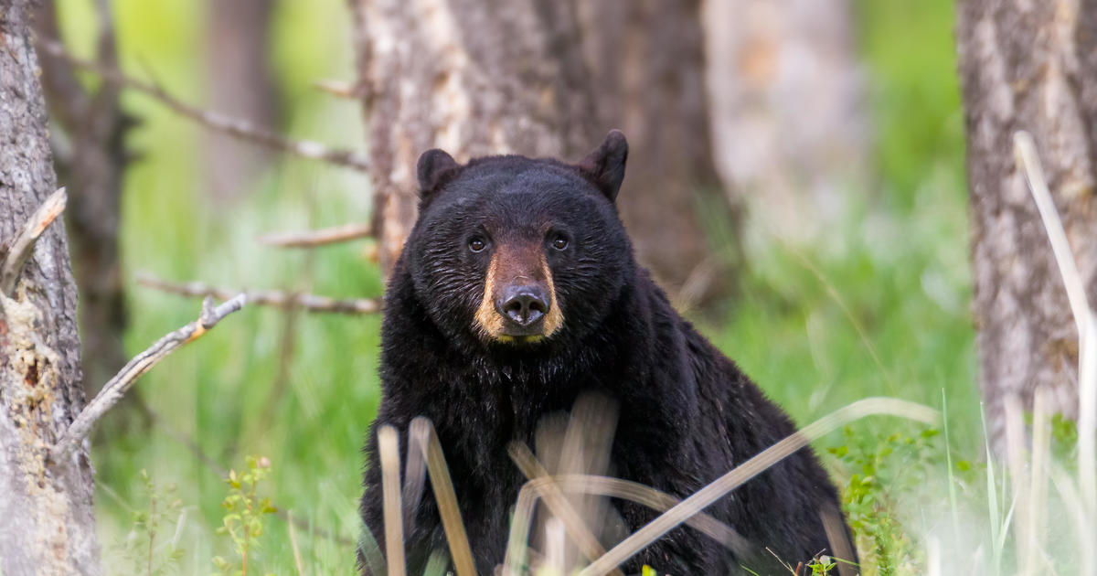 Bear charges and injures man after breaking into his cabin in Tennessee
