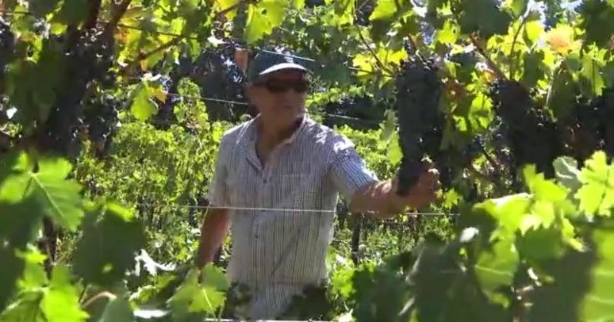 Changing climate forcing Napa Valley grape growers to tweak their ...