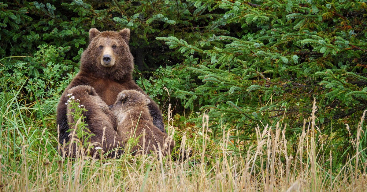 Michigan man suffers serious puncture wounds after being attacked by grizzly  bear protecting her cubs in Alaska - CBS News