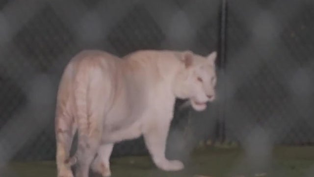 tiger-sanctuary-help.jpg 