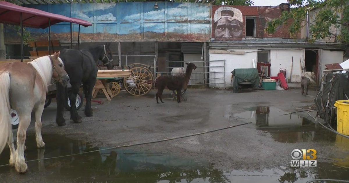 West Baltimore stable struggling to keep animals hydrated amid water ...