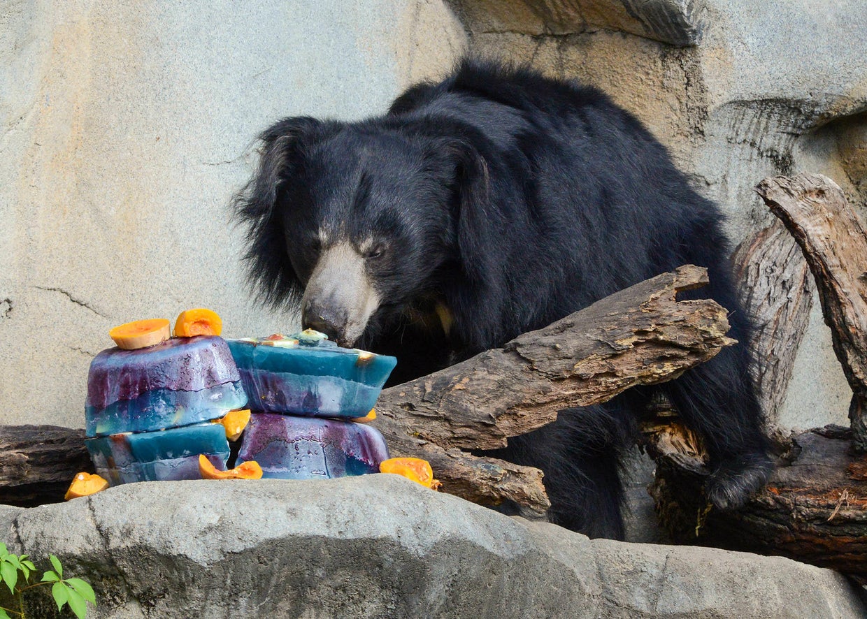 Bear down! Brookfield Zoo celebrates the start of the Chicago Bears