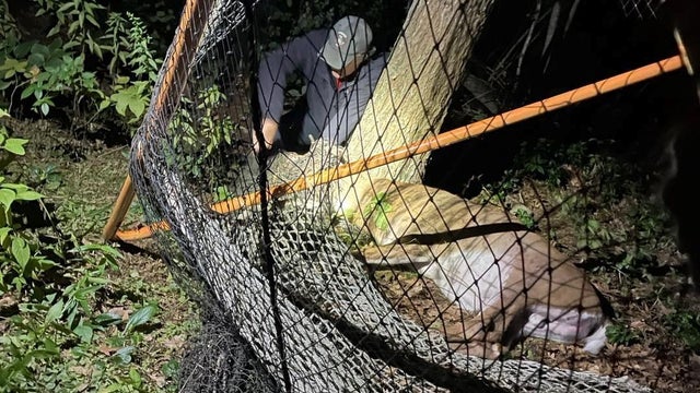 deer-in-lacrosse-net.jpg 