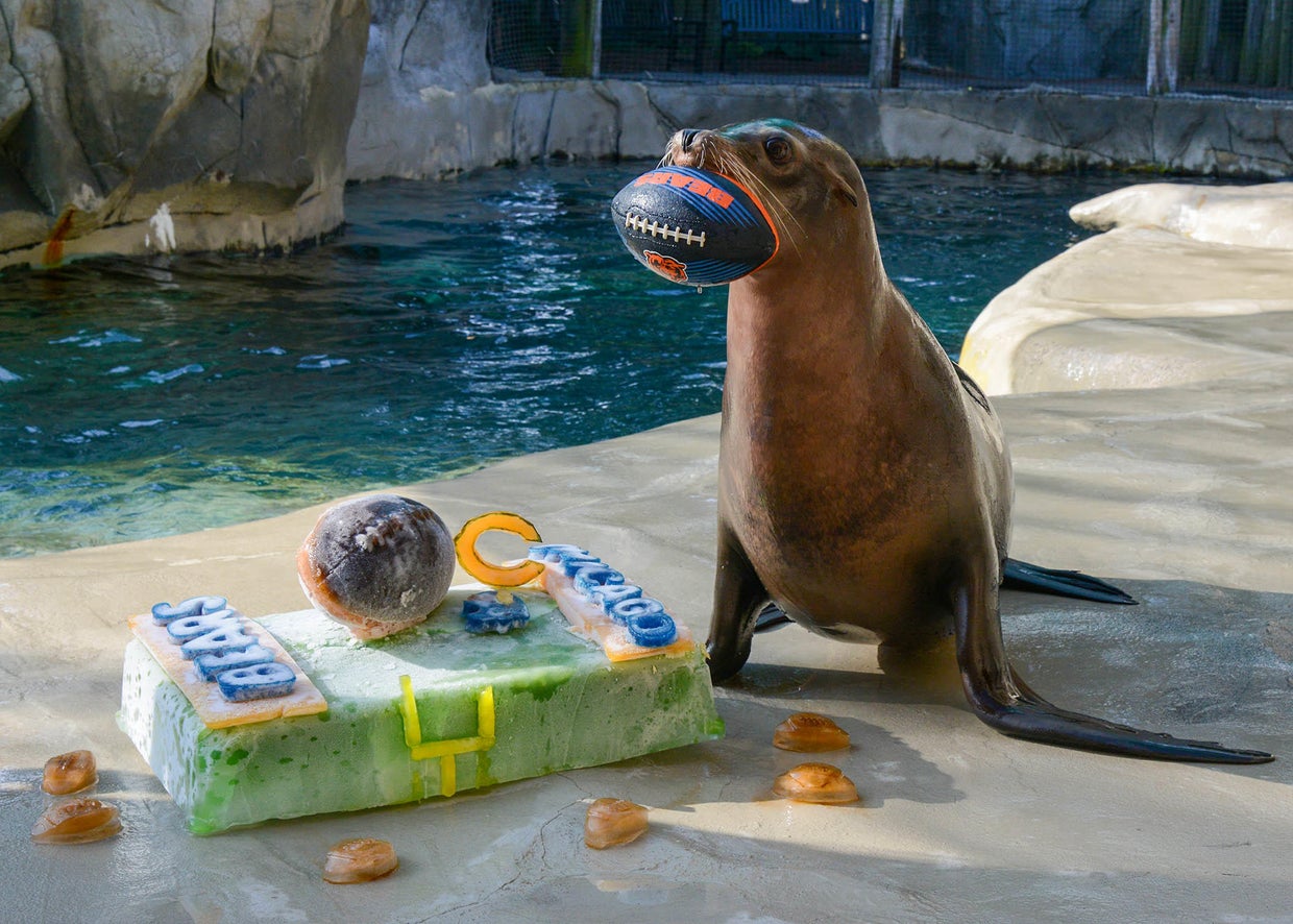 Bear down! Brookfield Zoo celebrates the start of the Chicago Bears